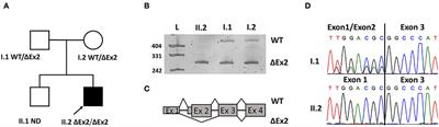 Case report: Unusual episodic myopathy in a patient with novel homozygous deletion of first coding exon of MICU1 gene